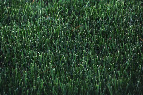 A Beautiful Artificial Grass