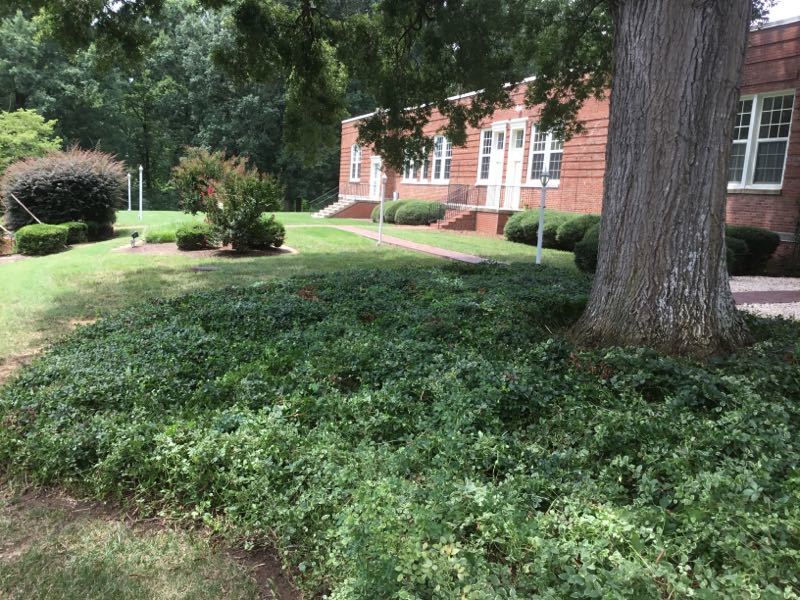 Ground Cover