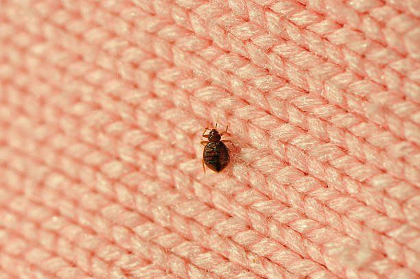 Bed Bug in  a Cloth | Green Garden Landscaping