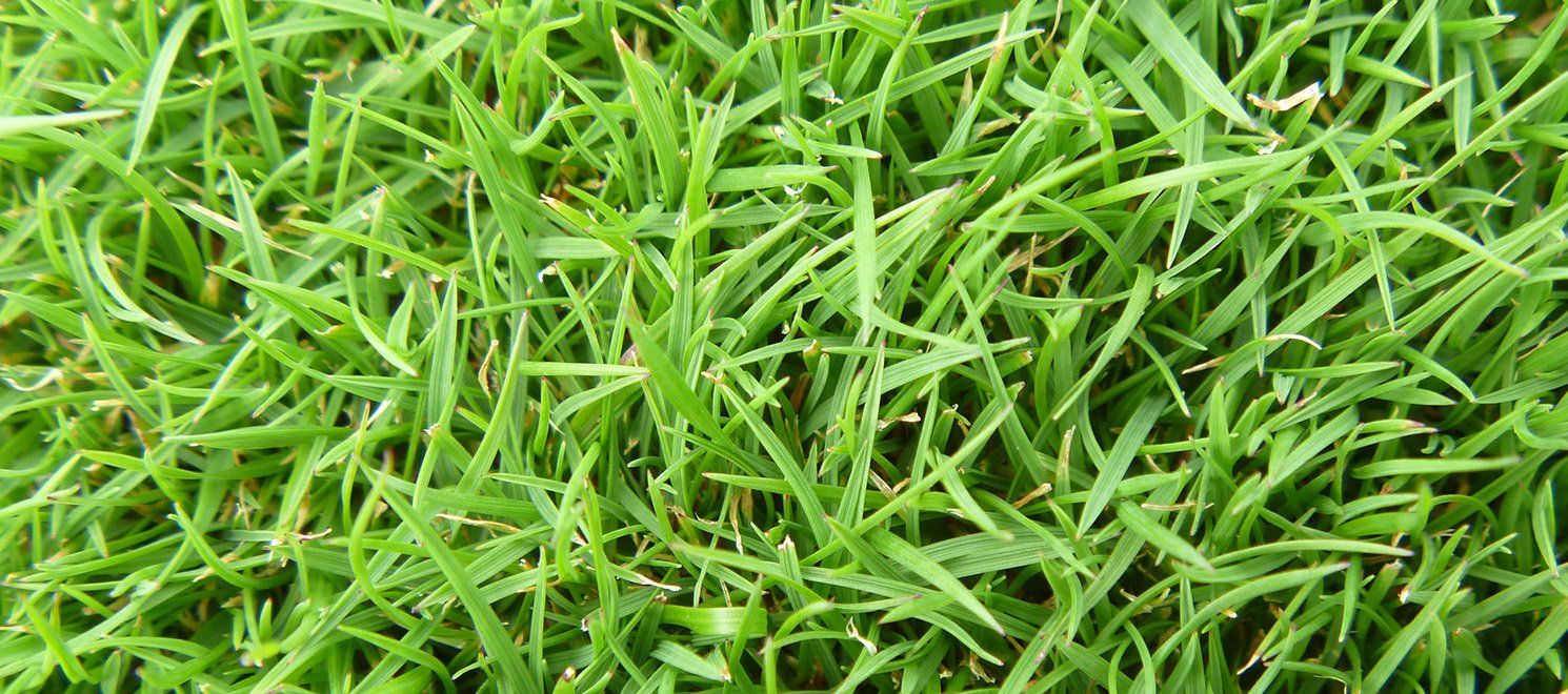 Bentgrass