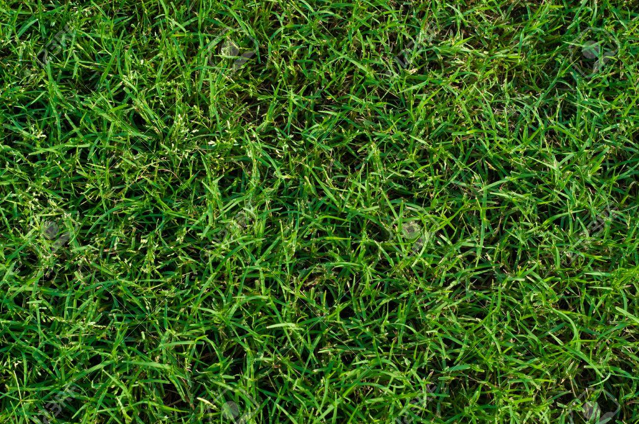 Bermuda grass