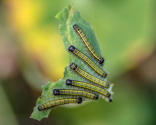 Caterpillar Eating a Leaf | Green Garden Landscaping