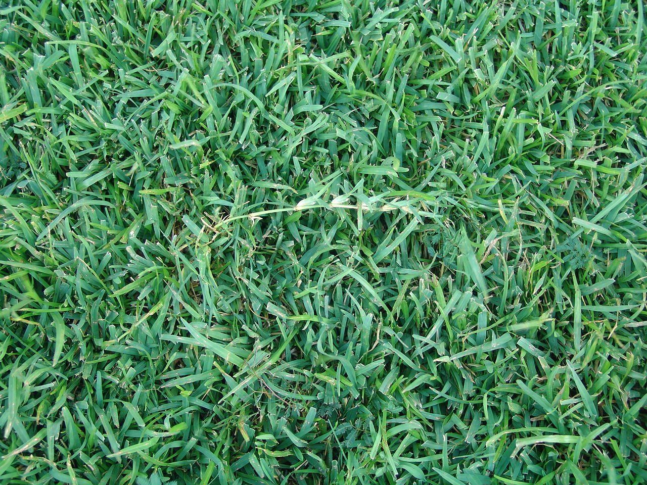 Centipede grass