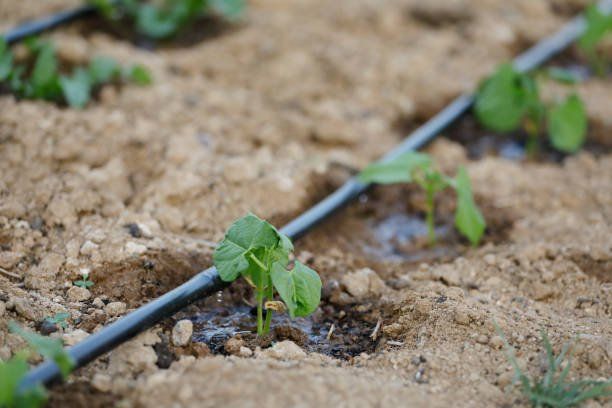 Drip Irrigation Watering the Plants | Green Garden Landscaping