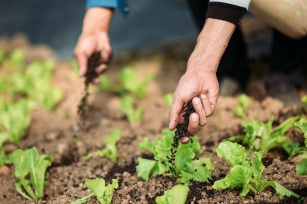 Putting Fertilizer in Vegetables in Garden | Green Garden Landscaping