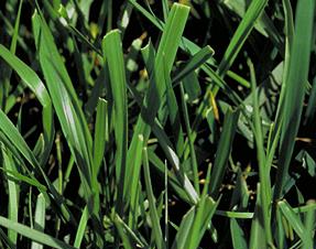 fescue