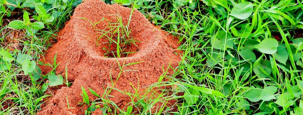 fire ant nest