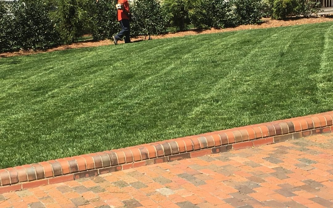 Photo of Grass