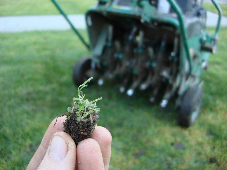 Landscaper Holding Weed from a Lawn in Aberdeen After Aeration