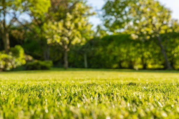 Setting up the Lawn for the Spring Season