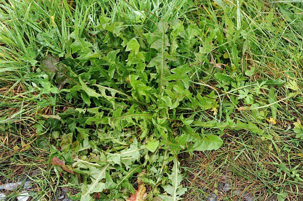 Lawn Weed Growing in Lawn