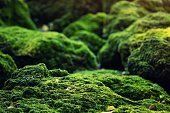 Moss Growing in Stones