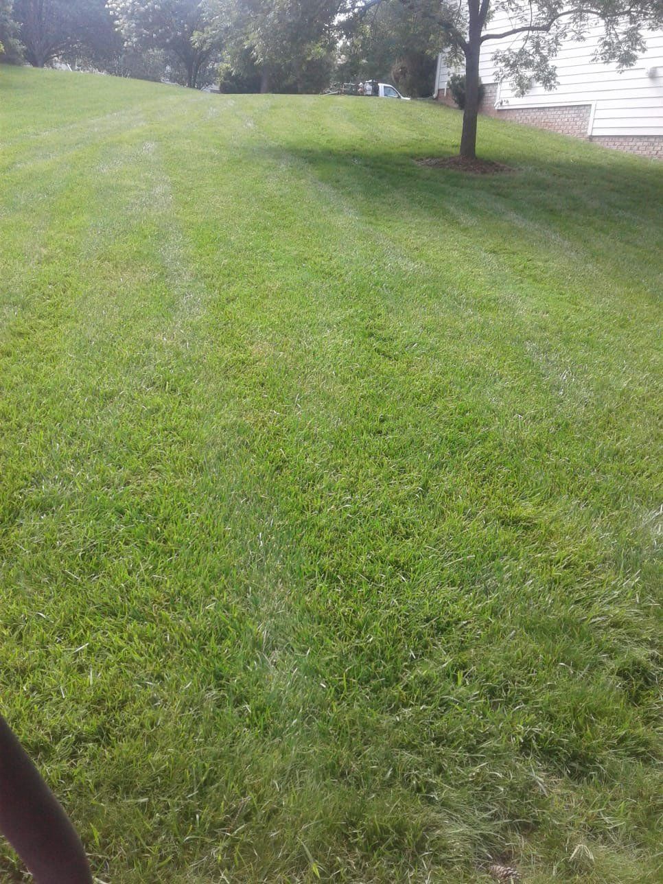 Newly Mowed Lawn in Aberdeen | Green Garden Landscaping
