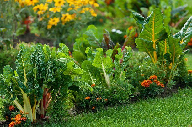 Planting Flowers and Vegetables | Green Garden Landscaping
