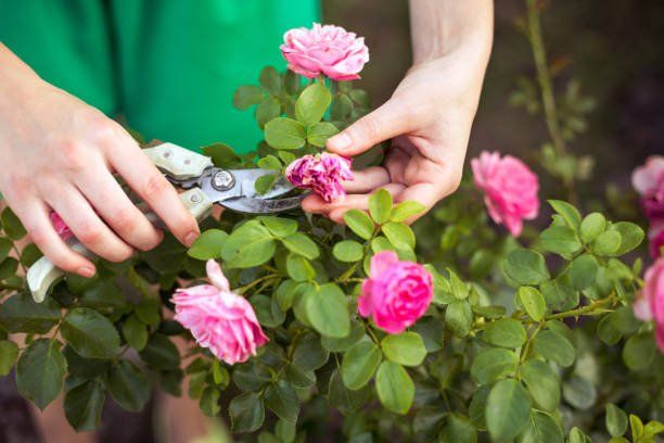 Pruning Plants for Lawn Caring | Green Garden Landscaping