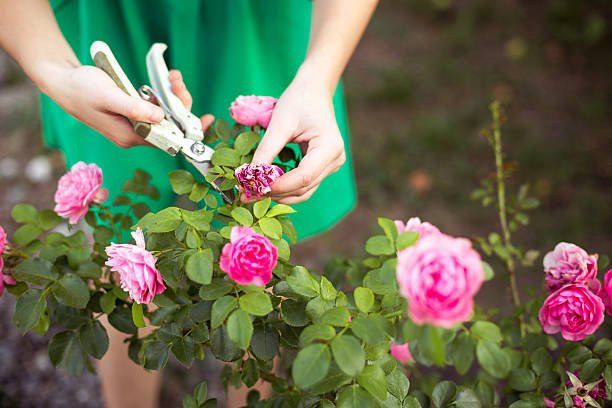 Pruning Pink Flowers in Garden | Green Garden Landscaping