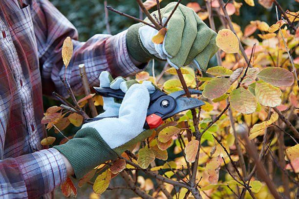 Pruning Trees and Shrubs | Green Garden Landscaping