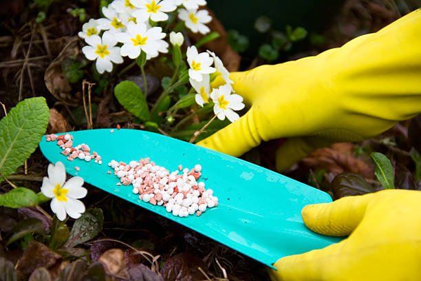 Chemical Fertilizer for  Growing Flowers and Plants | Green Garden Landscaping