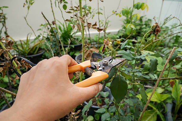 Cutting Dead Leaves for Garden Care | Green Garden Landscaping
