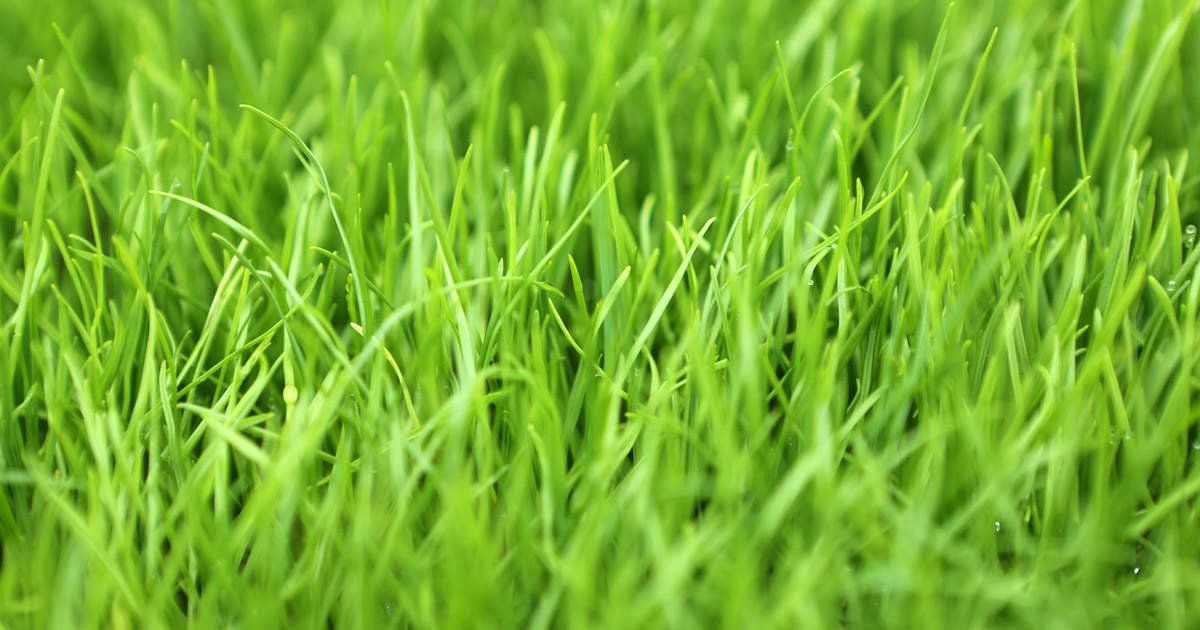 rye grass