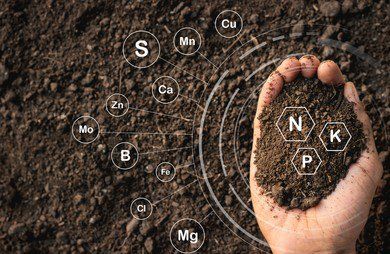 Balancing Nutrients in Lawn Soil