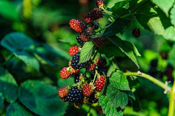 Berries Ripened in Lawn  | Green Garden Landscaping
