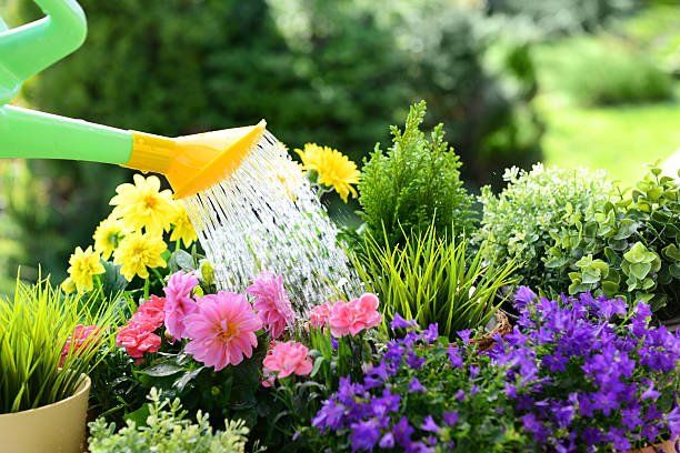 Caring Plants with Watering Regularly | Green Garden Landscaping