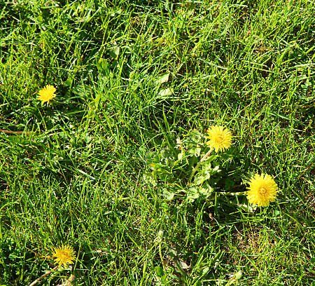 Weeds Growing Beside Grass at Lawns | Green Garden Landscaping