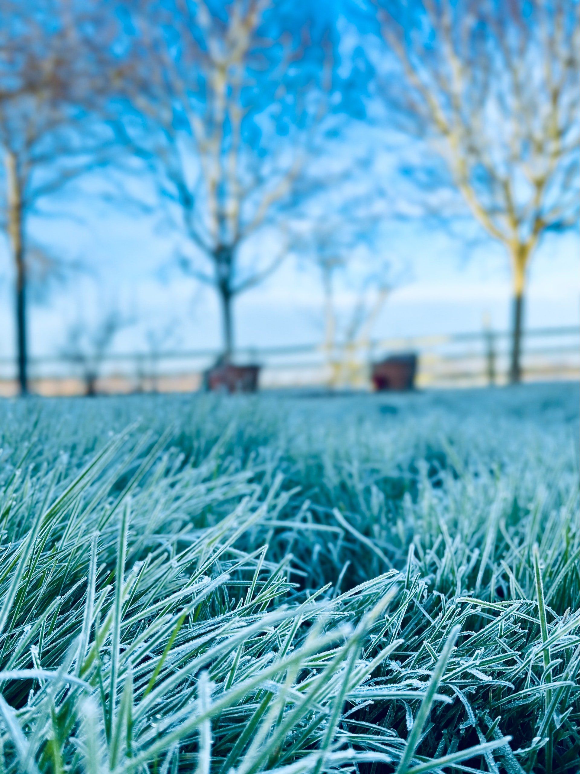 Winter Seasons Situation in Lawn | Green Garden Landscaping