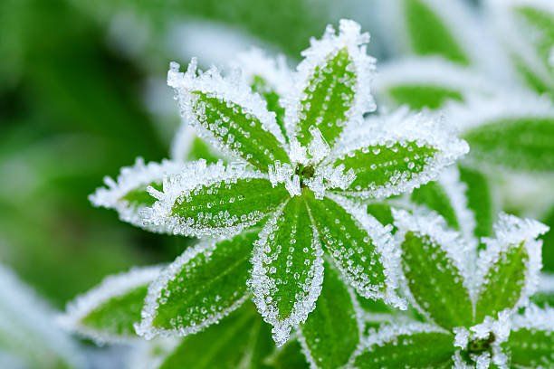 Plant Covered in Ice | Green Garden Landscaping