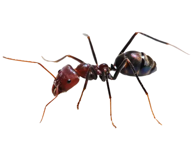 Fire Ants Control