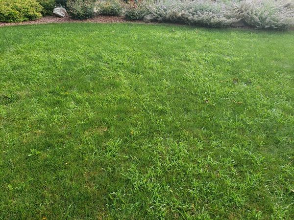 killing and preventing crabgrass |  Green  Garden Landscaping