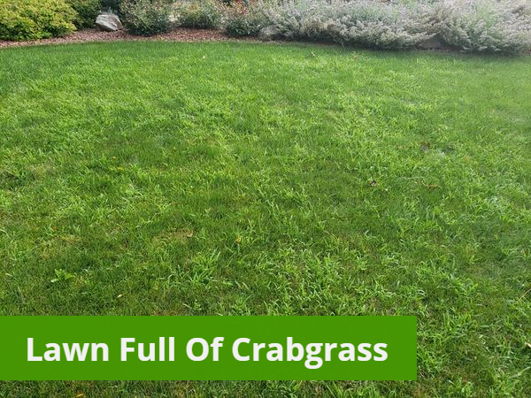 crabgrass in the turf