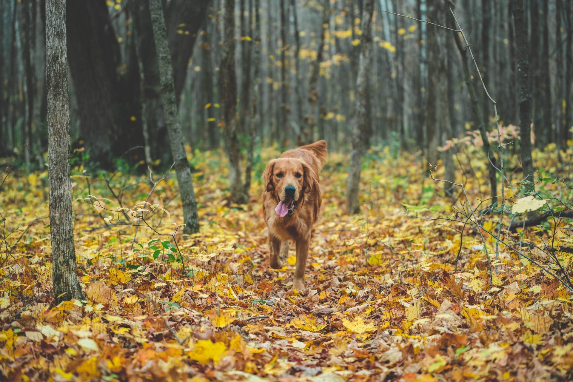leaves clean nup
