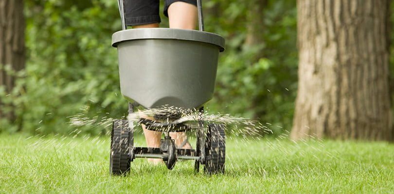 Weed and feed lawn | Green Garden Landscaping