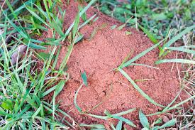 ant nest