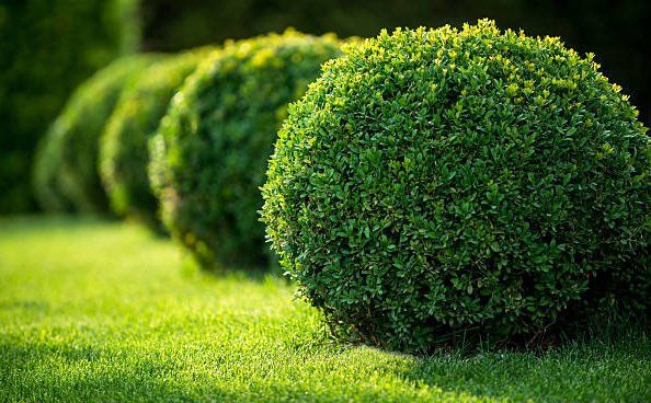 Hedges Fence for Yard and Garden | Green Garden Landscaping