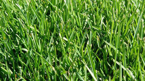 Kentucky Bluegrass