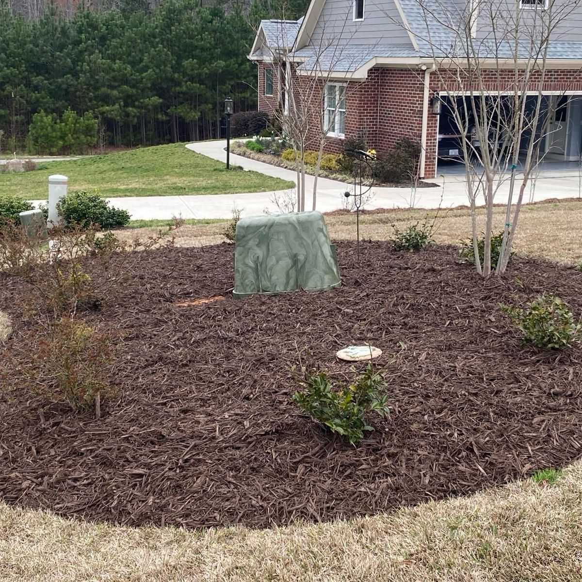 Mulched landscape bed with young shrubs and trees in front of a home, showing a clean, uniform winter mulch application.