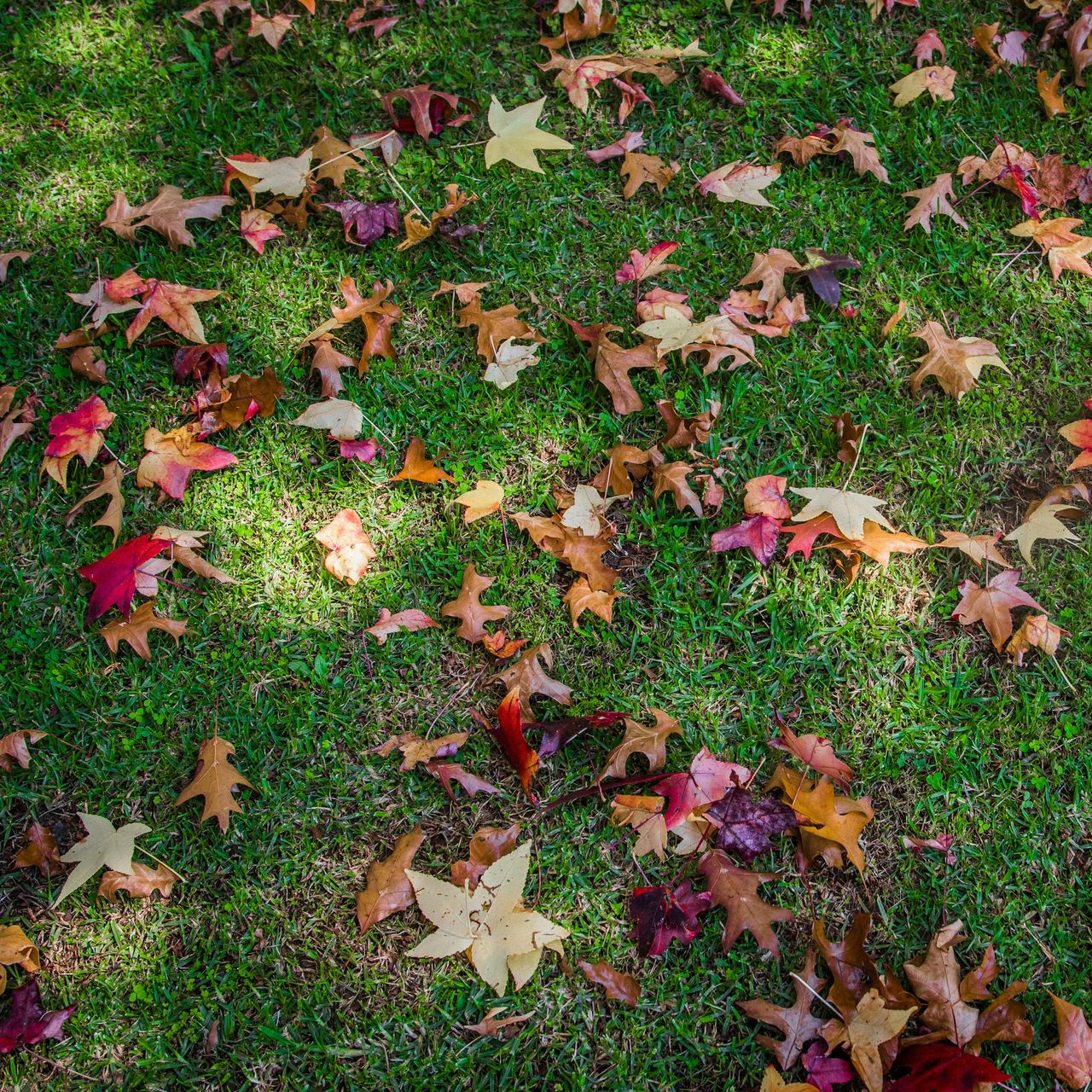 Healthy green lawn with colorful fallen autumn leaves