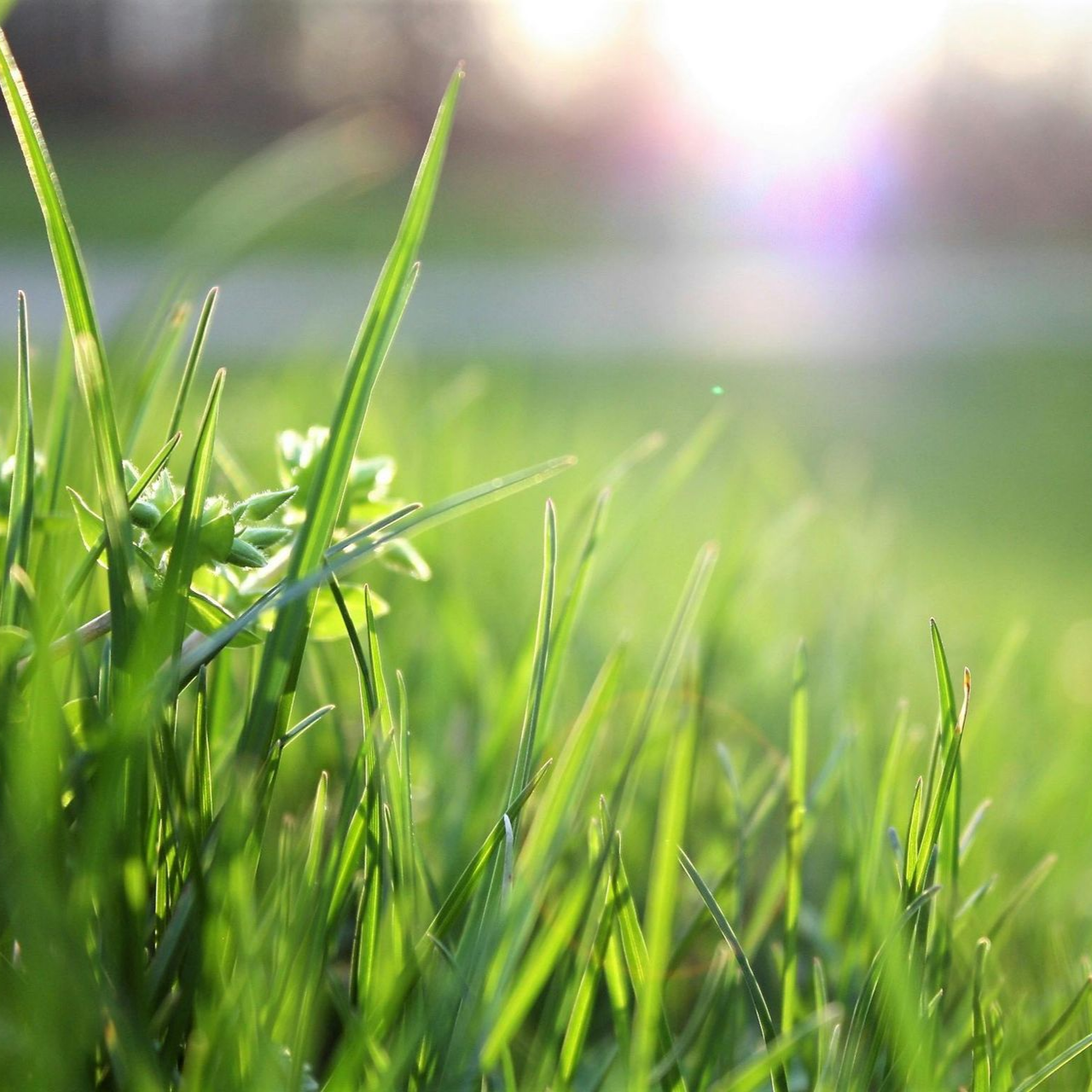 Healthy lawn grass in bright sunlight showing environmental benefits of proper fall fertilization.