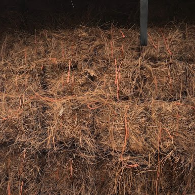 Freshly installed pine straw around shrubs and landscape edging, showing its natural texture and coverage for winter protection.