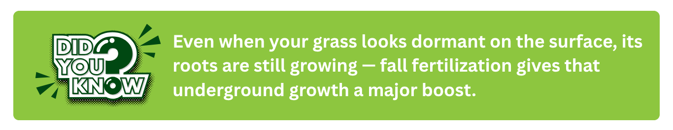 Did You Know graphic with text explaining that even when grass looks dormant, its roots keep growing underground, and fall fertilization helps boost that root growth.
