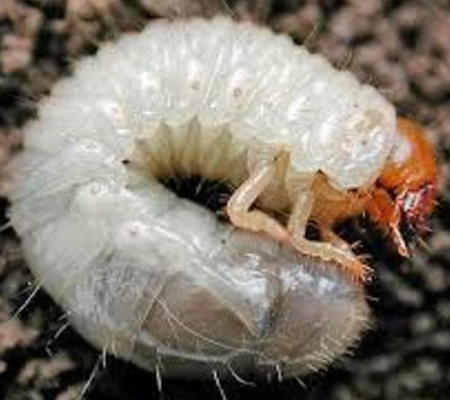 How to Kill White Grubs in Turf