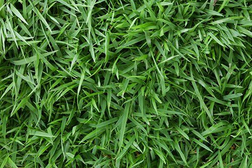 Zoysia grass