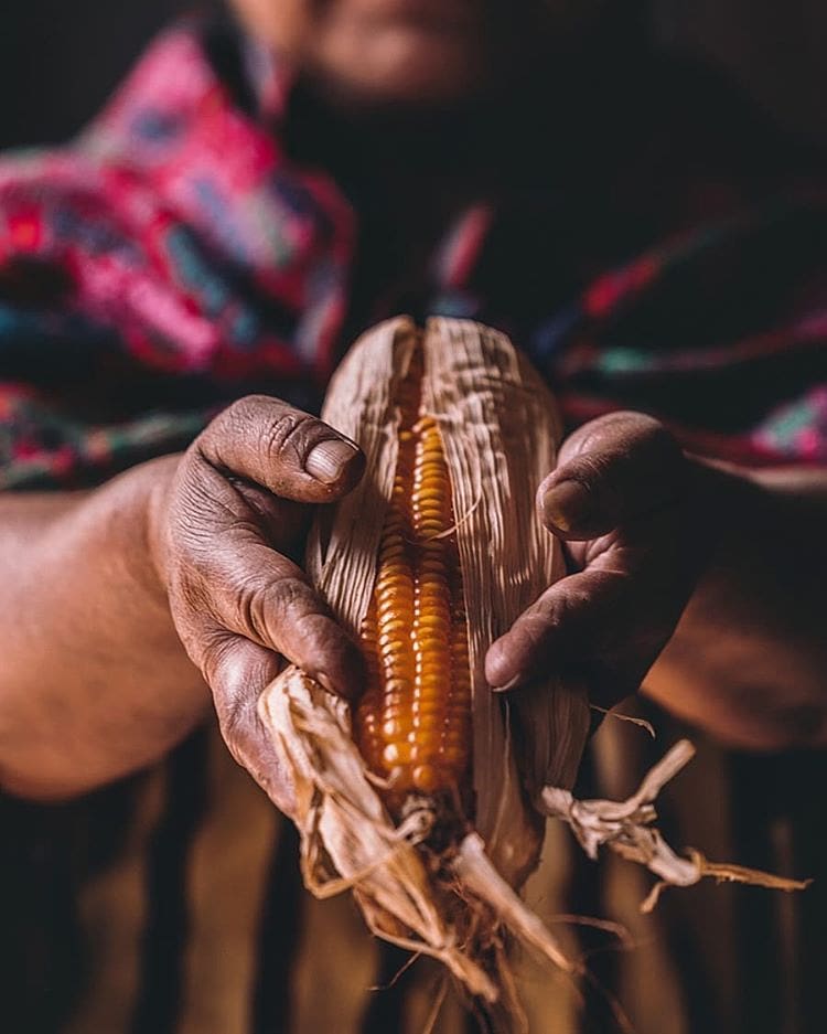 Hände halten einen teilweise geschälten Maiskolben. Der Mais ist goldgelb, mit trockenen Hüllblättern.