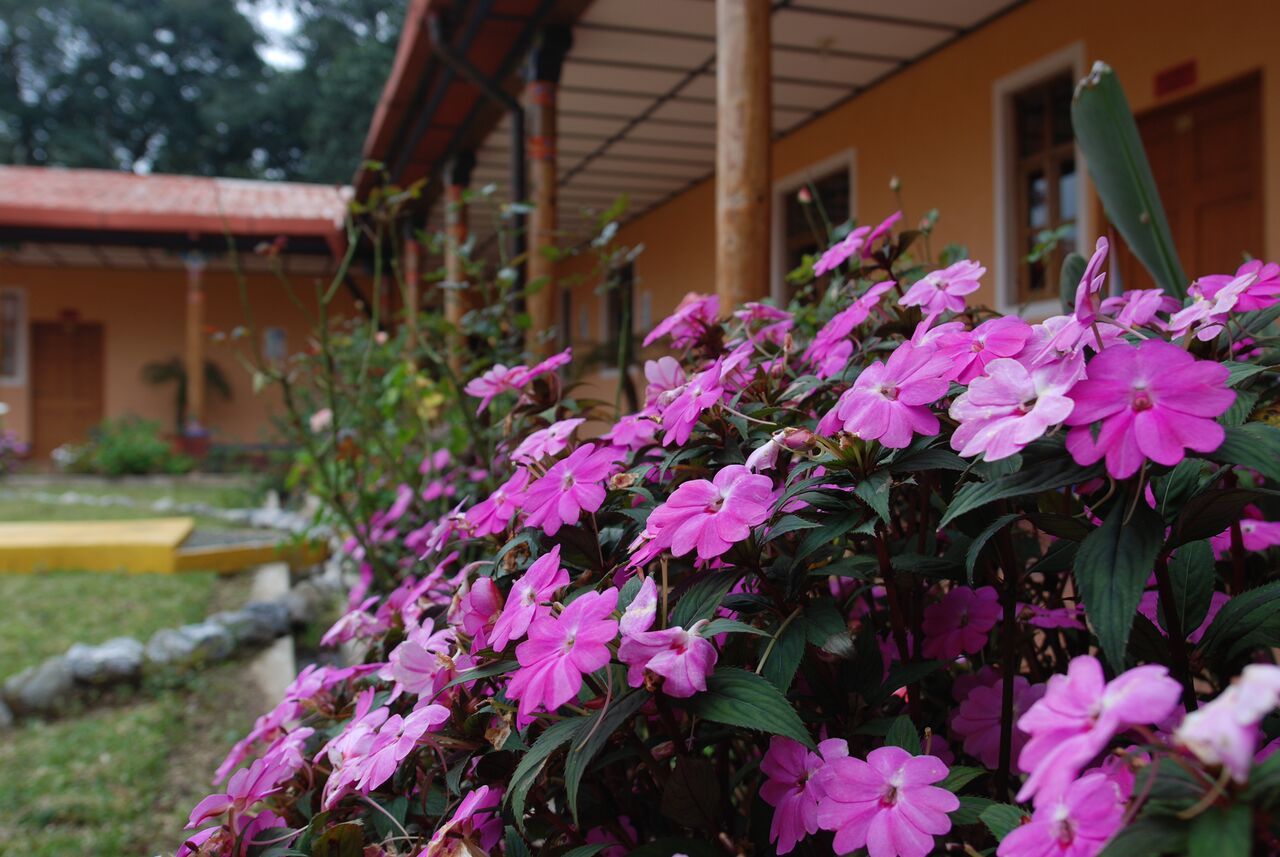 Rosa blühende Blumen, im Hintergrund ein hellbraunes Gebäude.