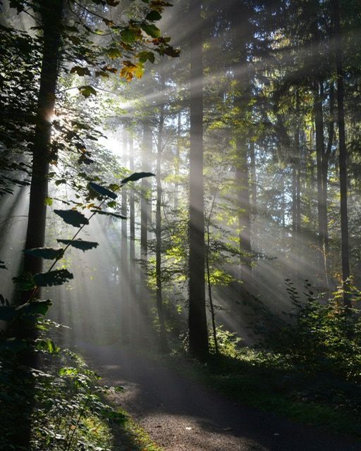 The sun is shining through the trees in the forest