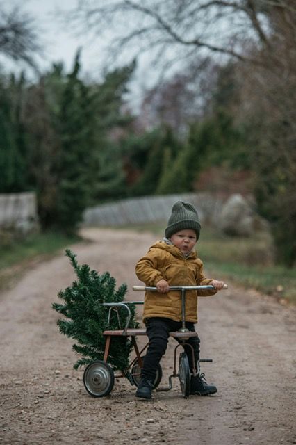 A little boy is riding a tricycle with a christmas tree on the back.