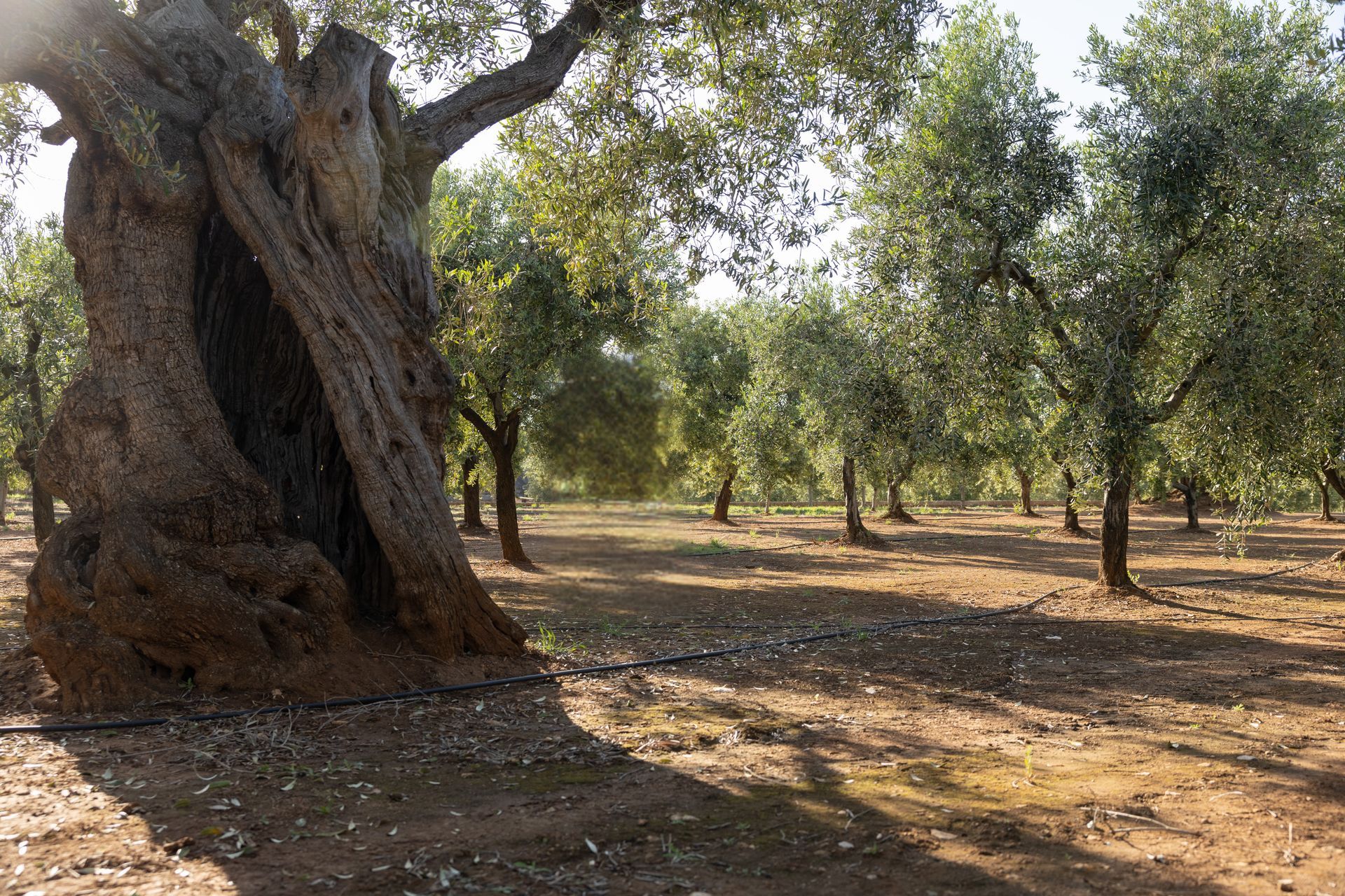 Ulivi secolari in Puglia, perfetti per matrimoni esclusivi
